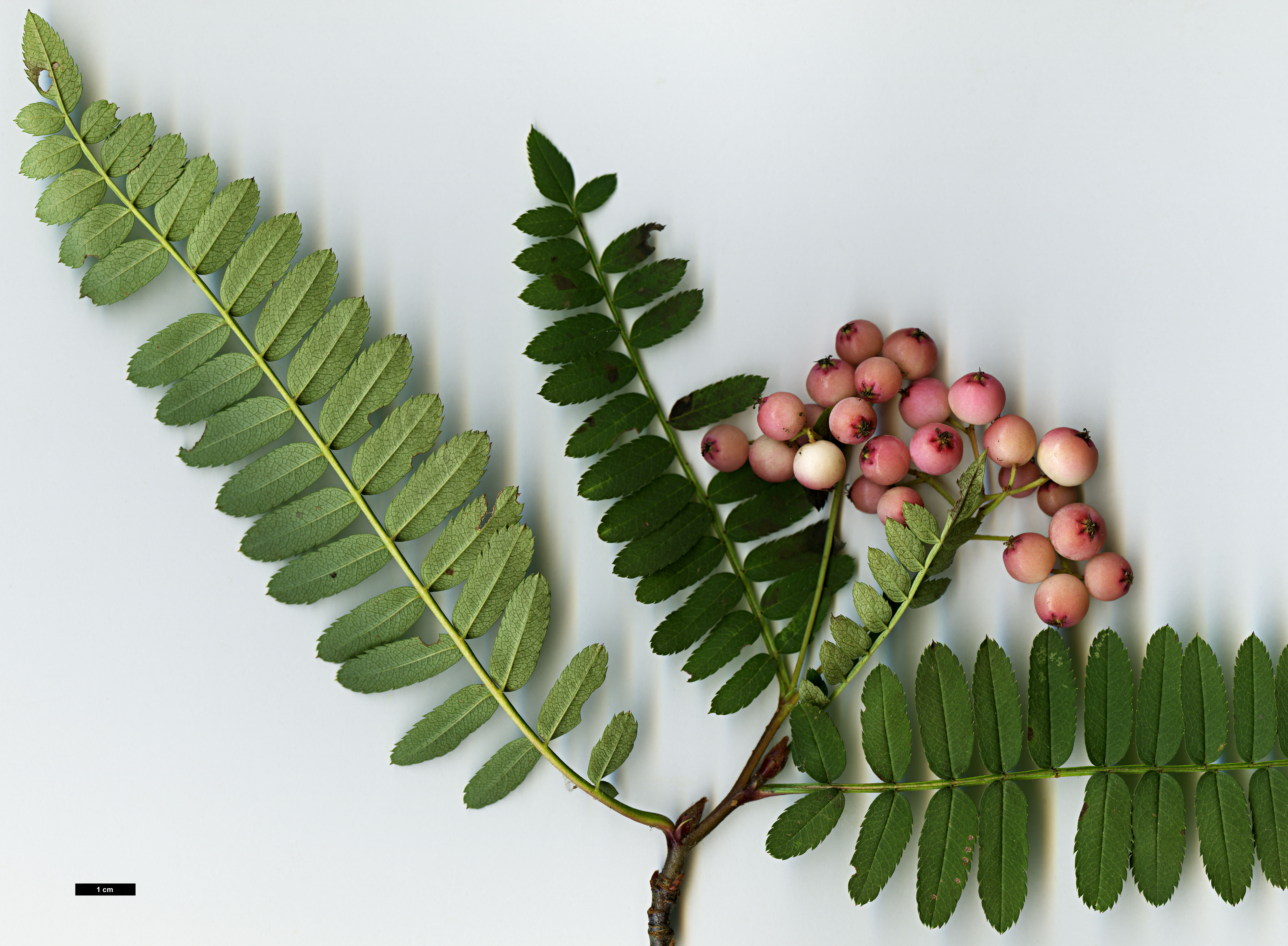 High resolution image: Family: Rosaceae - Genus: Sorbus - Taxon: aff. vilmorinii